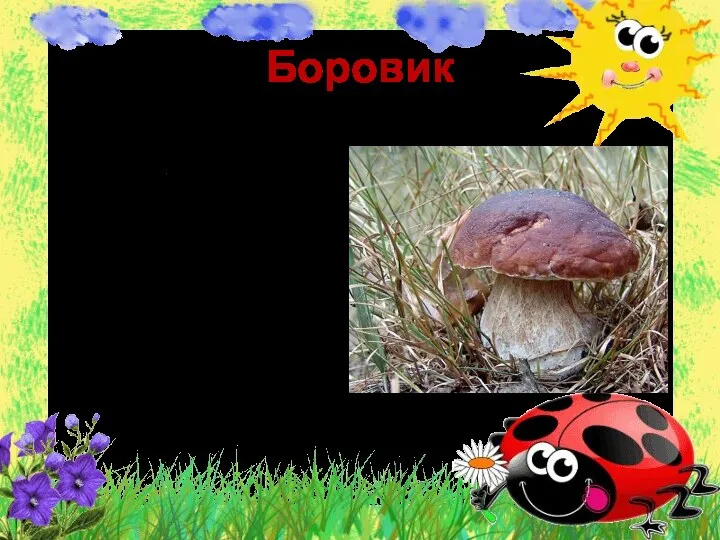 Боровик Считается одним из наиболее ценных грибов. Белый гриб можно