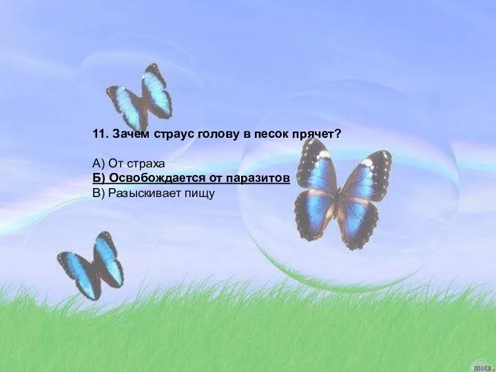 11. Зачем страус голову в песок прячет? А) От страха