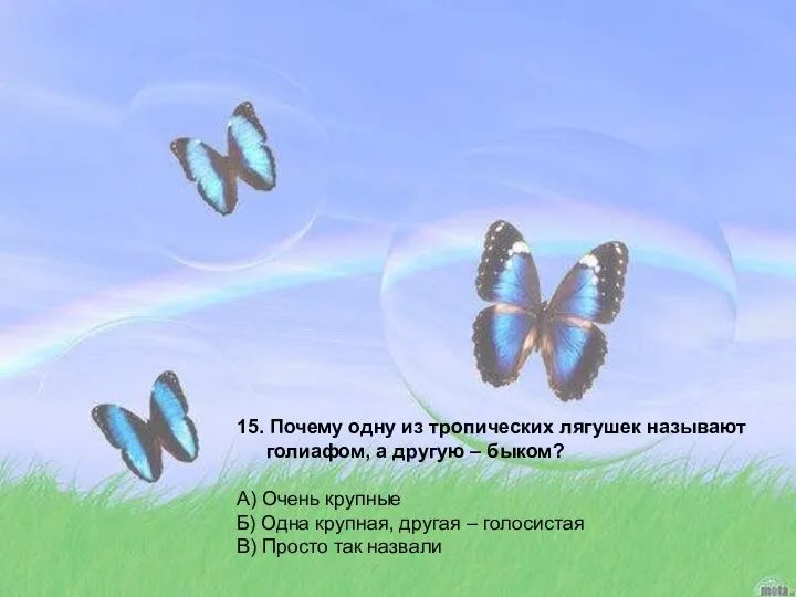 15. Почему одну из тропических лягушек называют голиафом, а другую