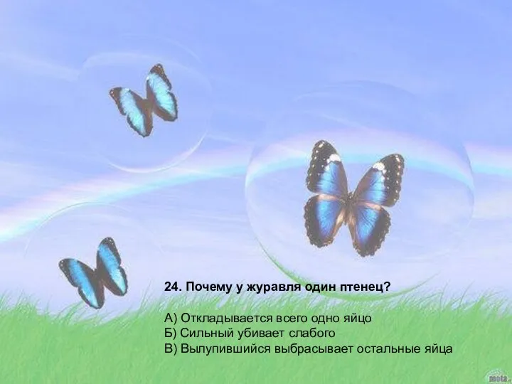 24. Почему у журавля один птенец? А) Откладывается всего одно