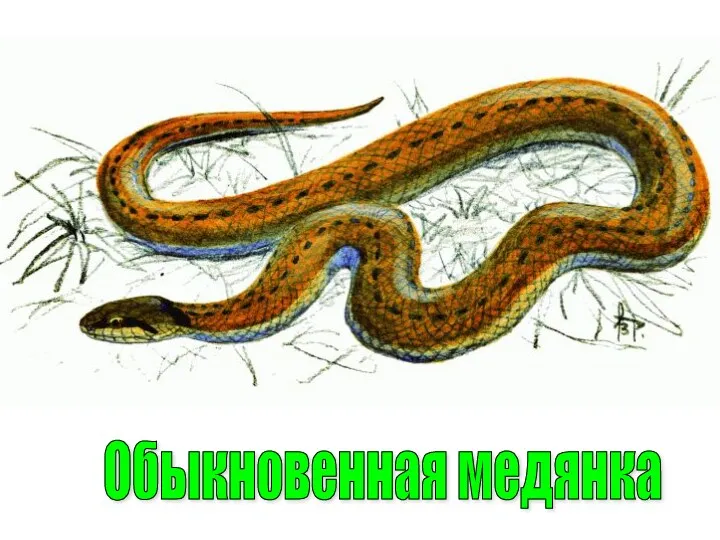 Обыкновенная медянка