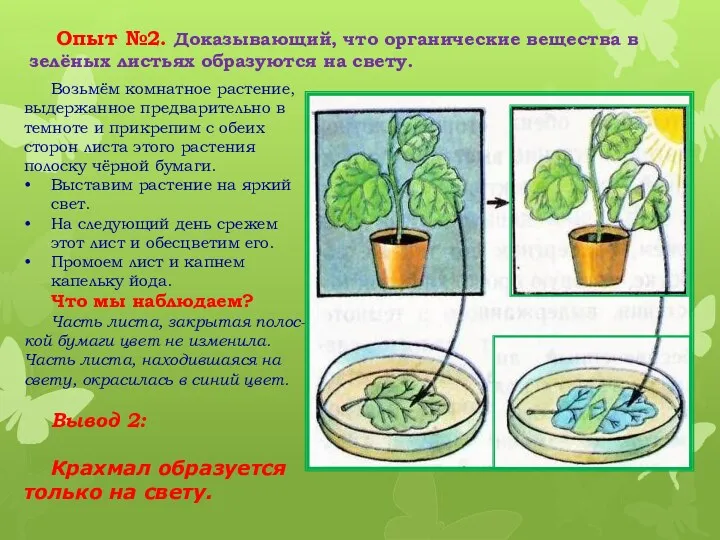 Возьмём комнатное растение, выдержанное предварительно в темноте и прикрепим с обеих сторон листа