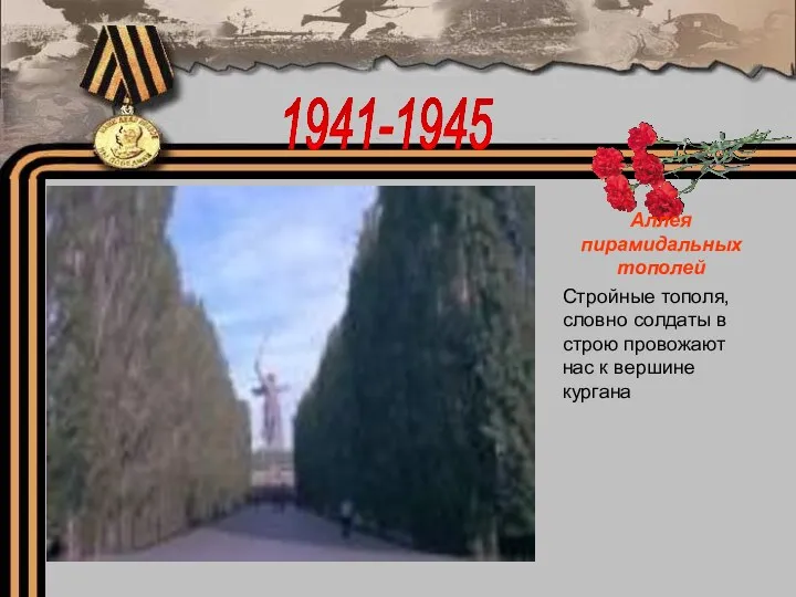 1941-1945 Аллея пирамидальных тополей Стройные тополя, словно солдаты в строю провожают нас к вершине кургана
