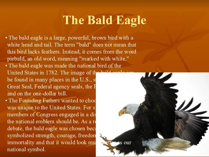 The Bald Eagle The bald eagle is a large, powerful,