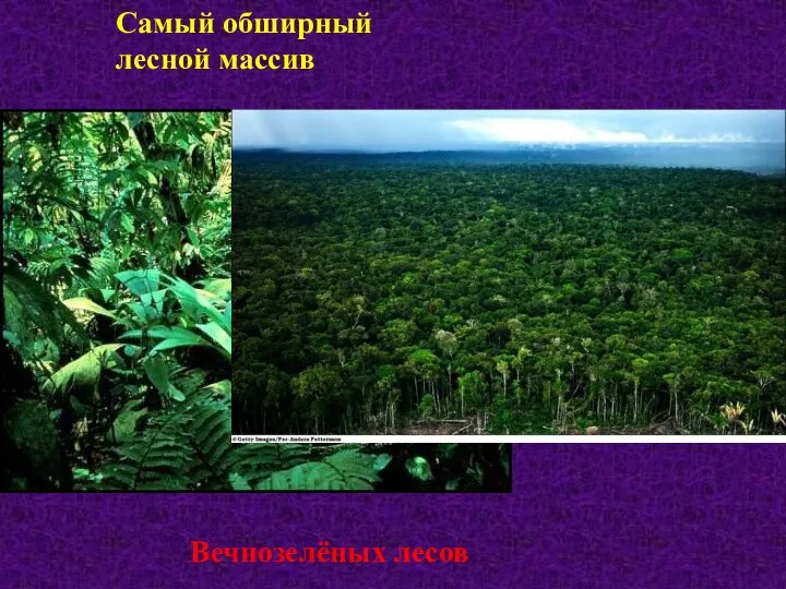 Самый обширный лесной массив Вечнозелёных лесов