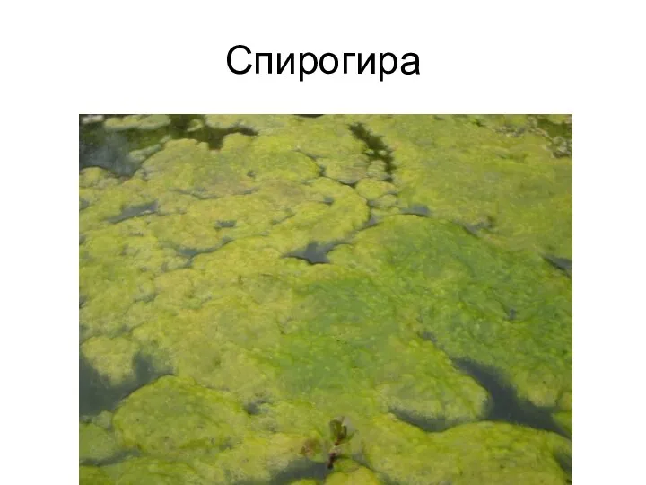 Спирогира