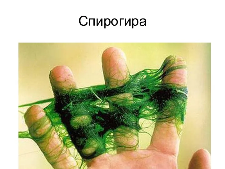 Спирогира