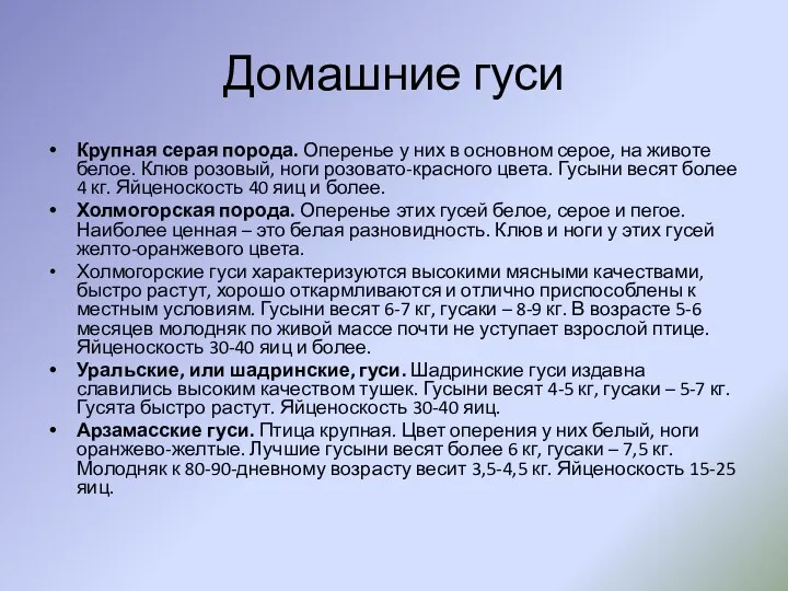 Домашние гуси Крупная серая порода. Оперенье у них в основном серое, на животе