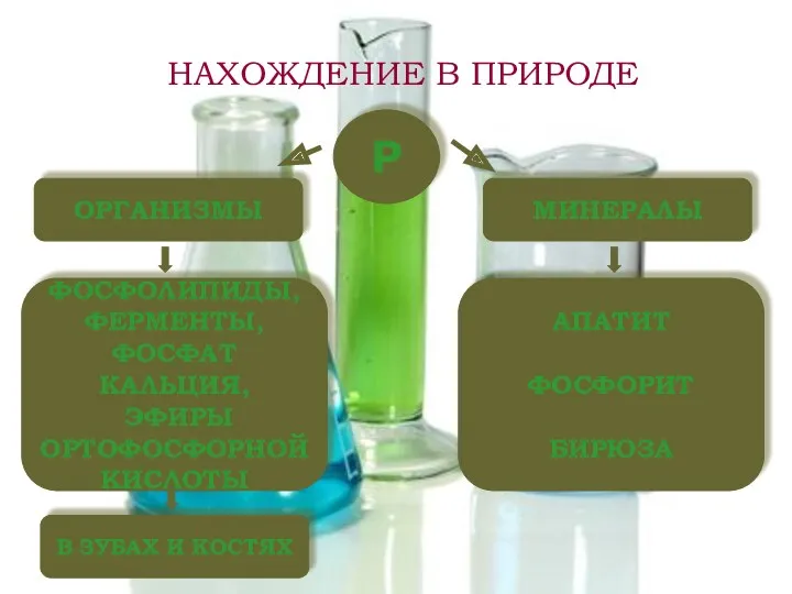 Р ОРГАНИЗМЫ МИНЕРАЛЫ ФОСФОЛИПИДЫ, ФЕРМЕНТЫ, ФОСФАТ КАЛЬЦИЯ, ЭФИРЫ ОРТОФОСФОРНОЙ КИСЛОТЫ