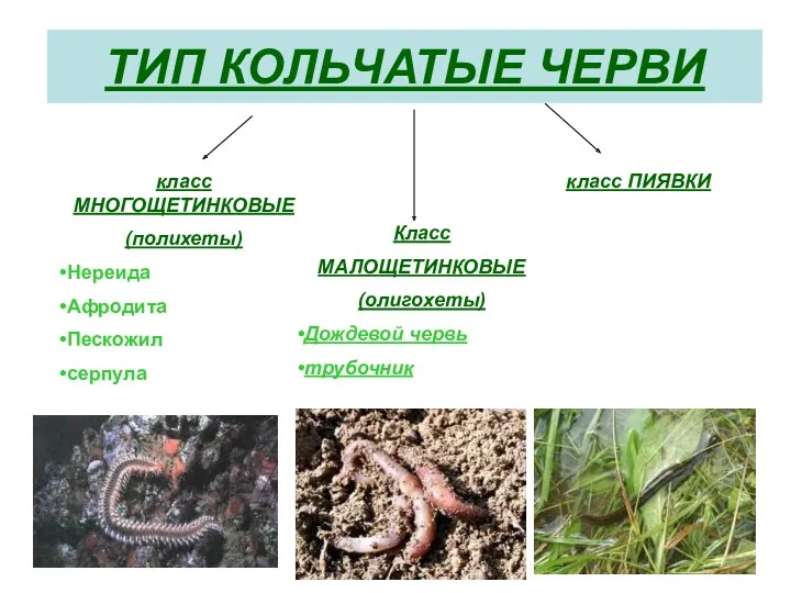 ТИП КОЛЬЧАТЫЕ ЧЕРВИ класс МНОГОЩЕТИНКОВЫЕ (полихеты) Нереида Афродита Пескожил серпула класс ПИЯВКИ Класс