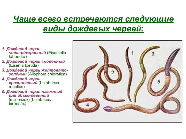 Чаще всего встречаются следующие виды дождевых червей: 1. Дождевой червь четырёхгранный (Eiseniella tetraedra)