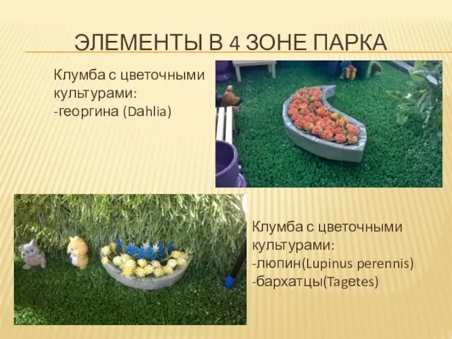 Клумба с цветочными культурами: -люпин(Lupinus perennis) -бархатцы(Tagеtes) Клумба с цветочными