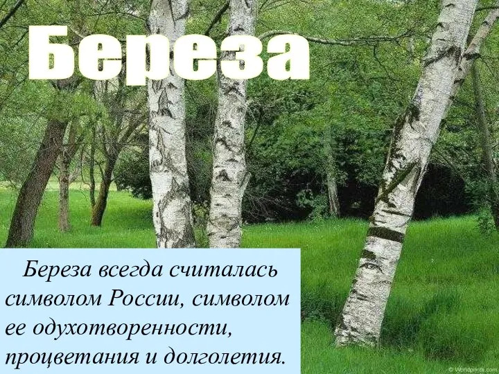 Береза Береза всегда считалась символом России, символом ее одухотворенности, процветания и долголетия.