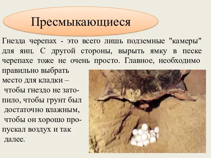 Пресмыкающиеся Гнезда черепах - это всего лишь подземные "камеры" для яиц. С другой