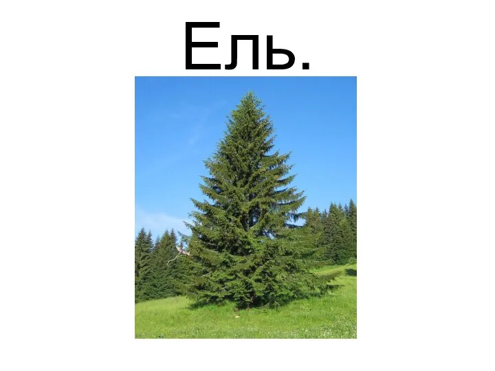 Ель.