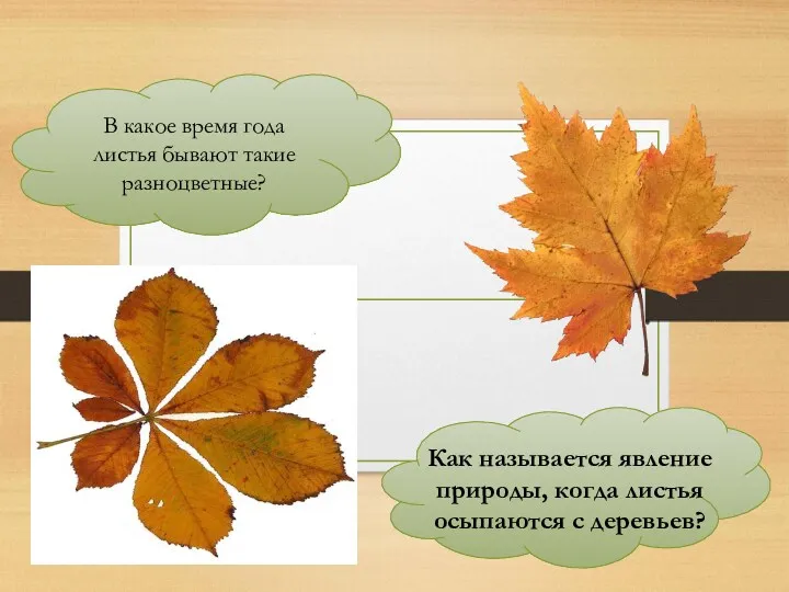 В какое время года листья бывают такие разноцветные? Как называется явление природы, когда