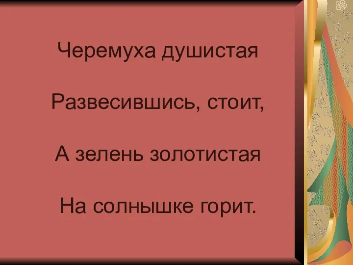 Черемуха душистая Развесившись, стоит, А зелень золотистая На солнышке горит.