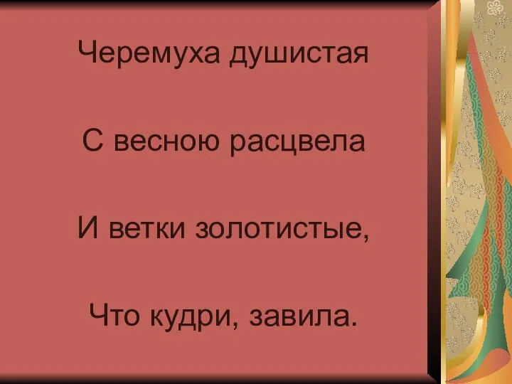 Черемуха душистая С весною расцвела И ветки золотистые, Что кудри, завила.