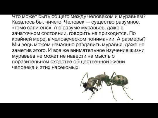 Что может быть общего между человеком и муравьем? Казалось бы, ничего. Человек —