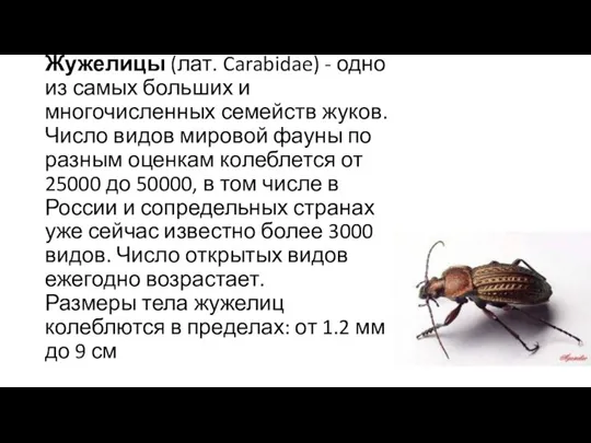 Жужелицы (лат. Carabidae) - одно из самых больших и многочисленных семейств жуков. Число