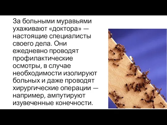 За больными муравьями ухаживают «доктора» — настоящие специалисты своего дела. Они ежедневно проводят