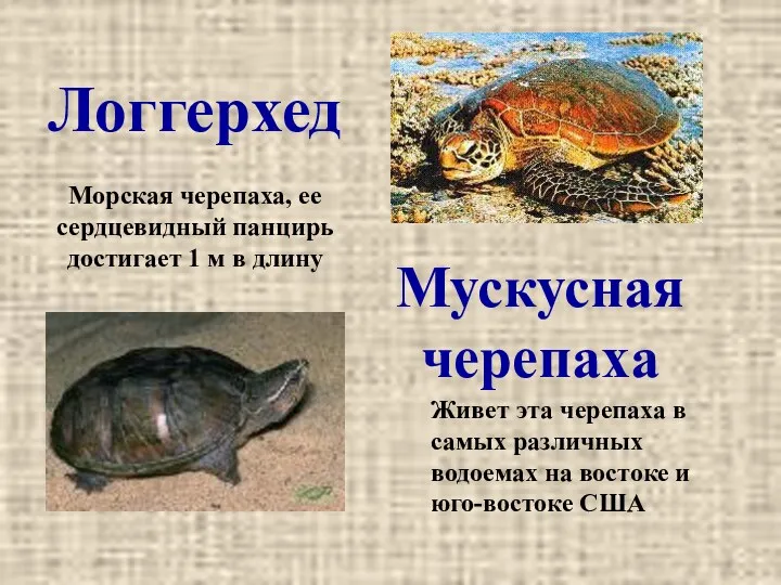 Логгерхед Мускусная черепаха Живет эта черепаха в самых различных водоемах на востоке и