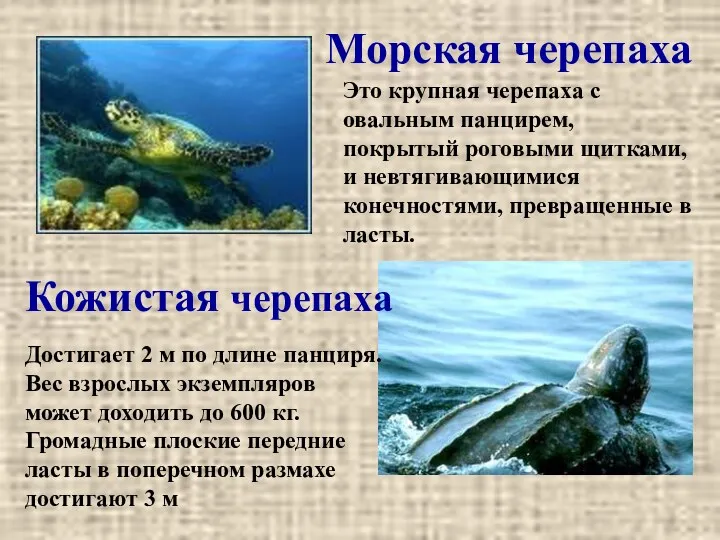 Кожистая черепаха Морская черепаха Это крупная черепаха с овальным панцирем, покрытый роговыми щитками,