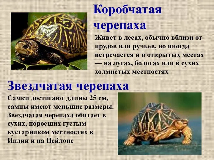 Коробчатая черепаха Звездчатая черепаха Живет в лесах, обычно вблизи от прудов или ручьев,