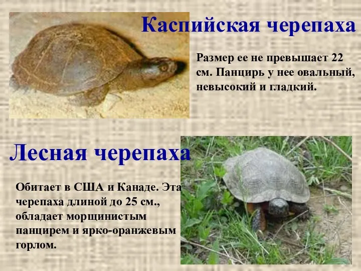 Каспийская черепаха Лесная черепаха Размер ее не превышает 22 см. Панцирь у нее