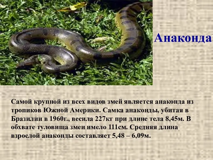 Анаконда Самой крупной из всех видов змей является анаконда из тропиков Южной Америки.