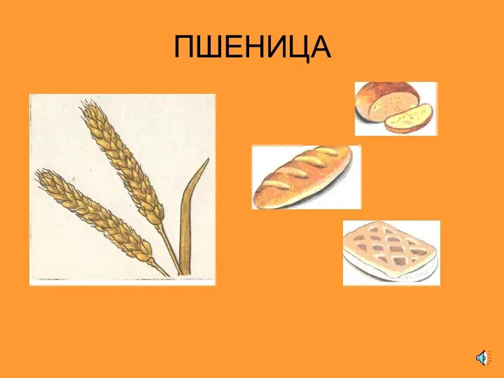 ПШЕНИЦА