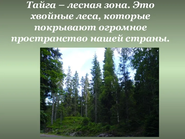 Тайга – лесная зона. Это хвойные леса, которые покрывают огромное пространство нашей страны.