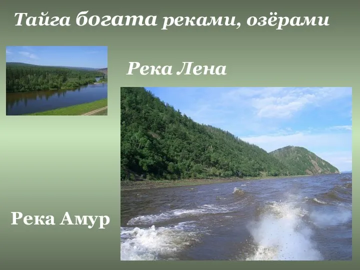 Река Лена Река Амур Тайга богата реками, озёрами