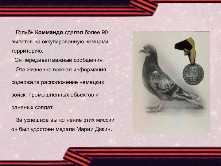 Голубь Коммандо сделал более 90 вылетов на оккупированную немцами территорию.