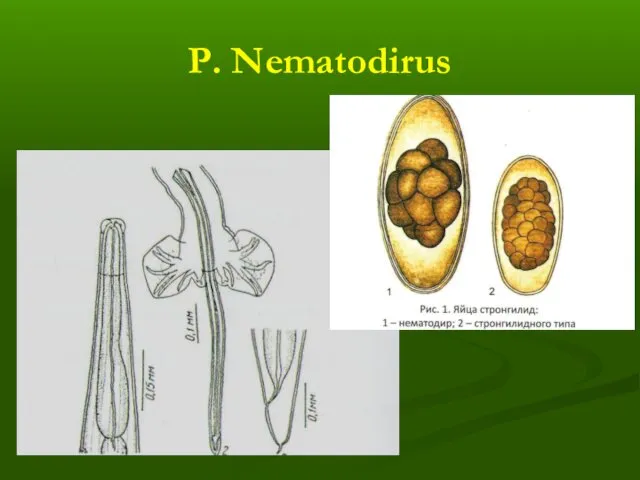 Р. Nematodirus