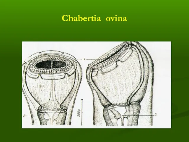 Chabertia ovina