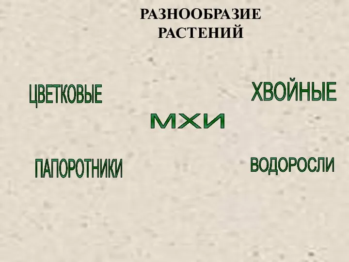 РАЗНООБРАЗИЕ РАСТЕНИЙ ВОДОРОСЛИ ПАПОРОТНИКИ МХИ ЦВЕТКОВЫЕ ХВОЙНЫЕ