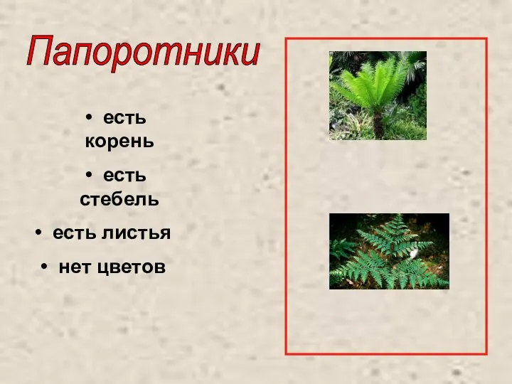 есть корень есть стебель есть листья нет цветов Папоротники