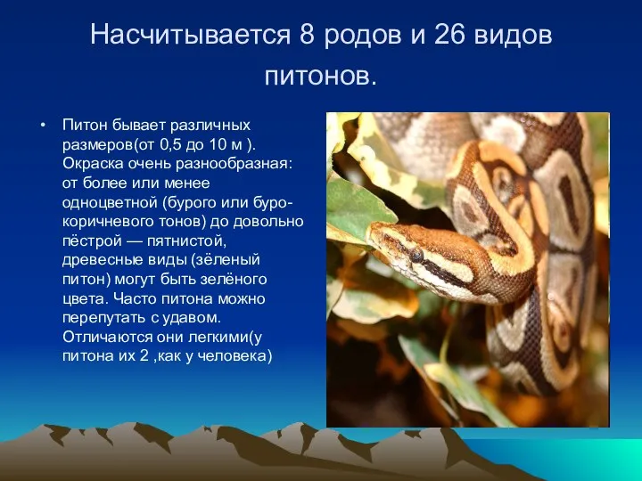 Насчитывается 8 родов и 26 видов питонов. Питон бывает различных