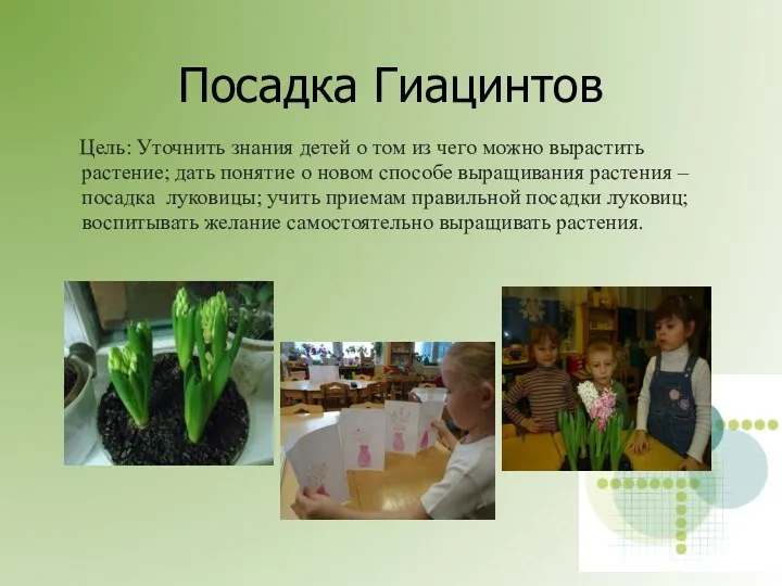 Посадка Гиацинтов Цель: Уточнить знания детей о том из чего можно вырастить растение;