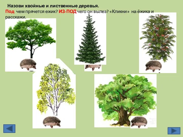 Назови хвойные и лиственные деревья. Под чем прячется ежик? ИЗ-ПОД