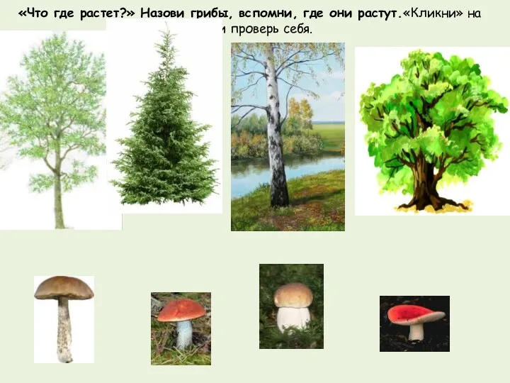 «Что где растет?» Назови грибы, вспомни, где они растут.«Кликни» на гриб и проверь себя.