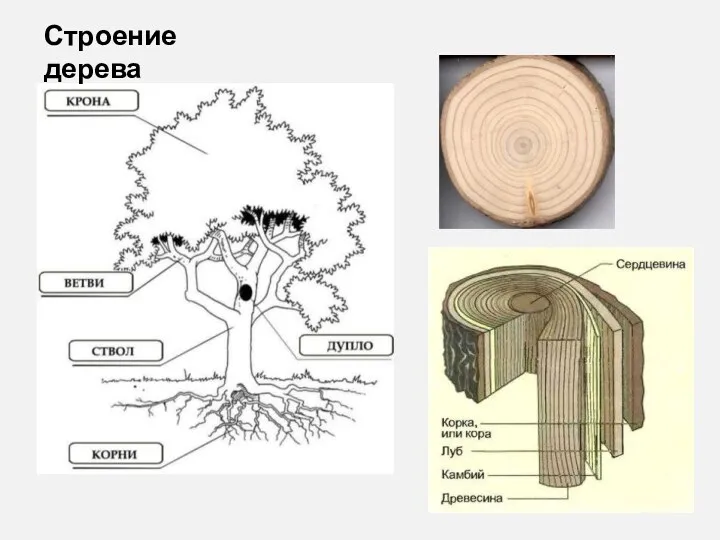 Строение дерева