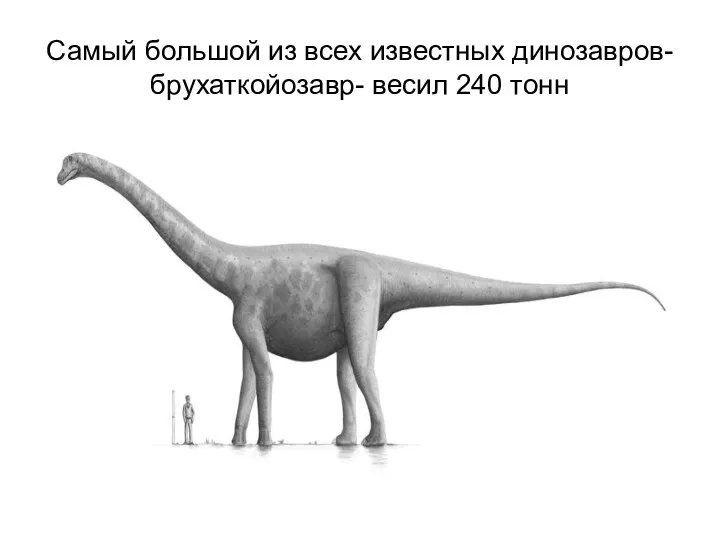 Самый большой из всех известных динозавров- брухаткойозавр- весил 240 тонн