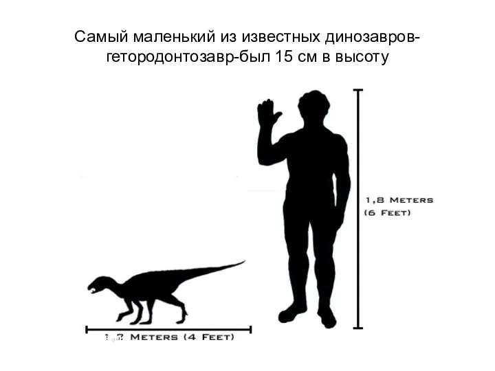 Самый маленький из известных динозавров-гетородонтозавр-был 15 см в высоту