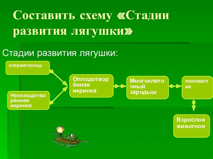 Составить схему «Стадии развития лягушки» Стадии развития лягушки: сперматозоид Неоплодотворённая