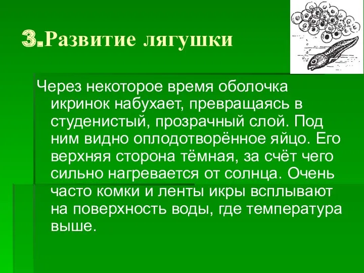 3.Развитие лягушки Через некоторое время оболочка икринок набухает, превращаясь в