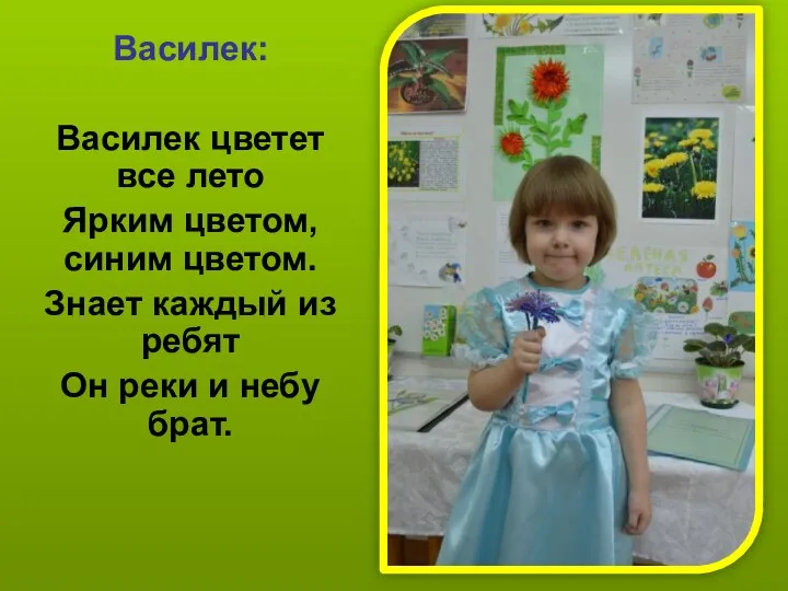 Василек: Василек цветет все лето Ярким цветом, синим цветом. Знает