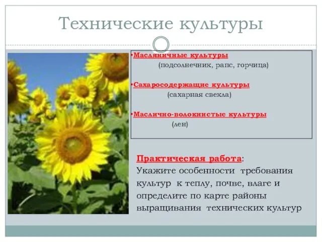 Технические культуры Практическая работа: Укажите особенности требования культур к теплу,