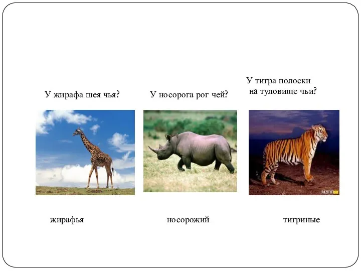 У жирафа шея чья? У носорога рог чей? У тигра полоски на туловище